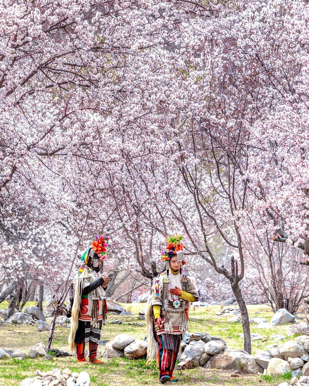 Apricot Blossom Festival 2027: Everything You Need to Know Before Visiting Ladakh
